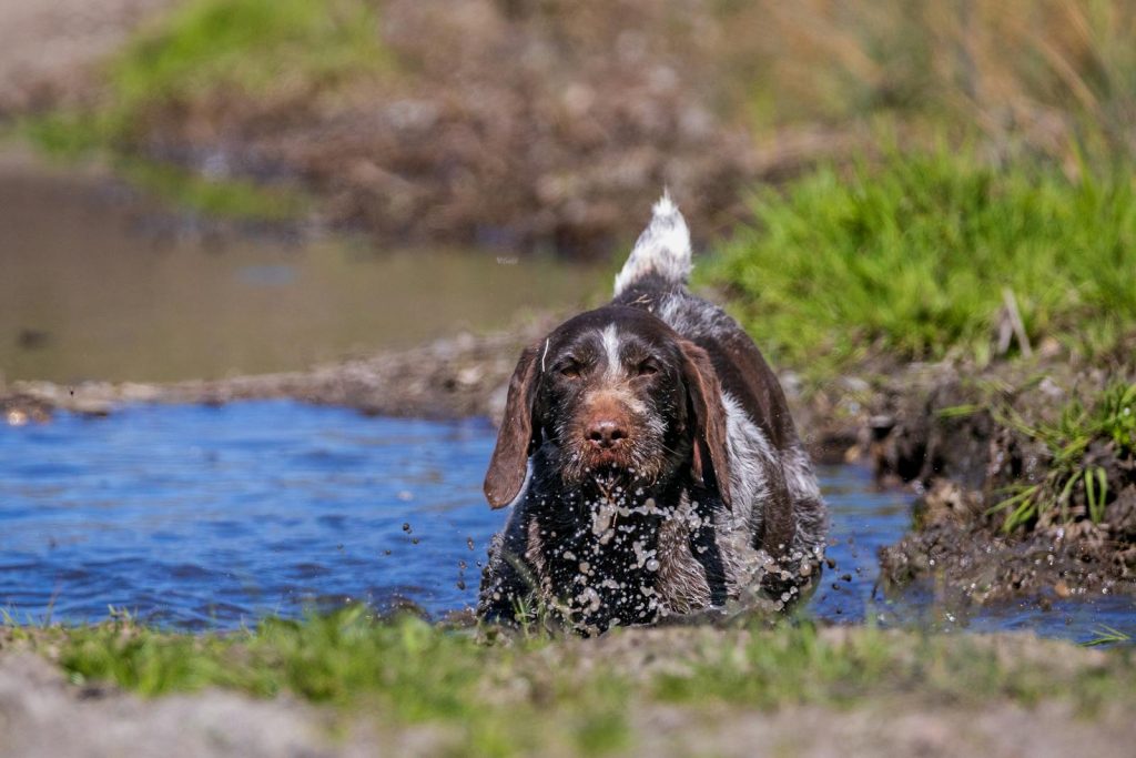 A playful dog runs through a stream in a rural setting, enjoying the outdoors.
