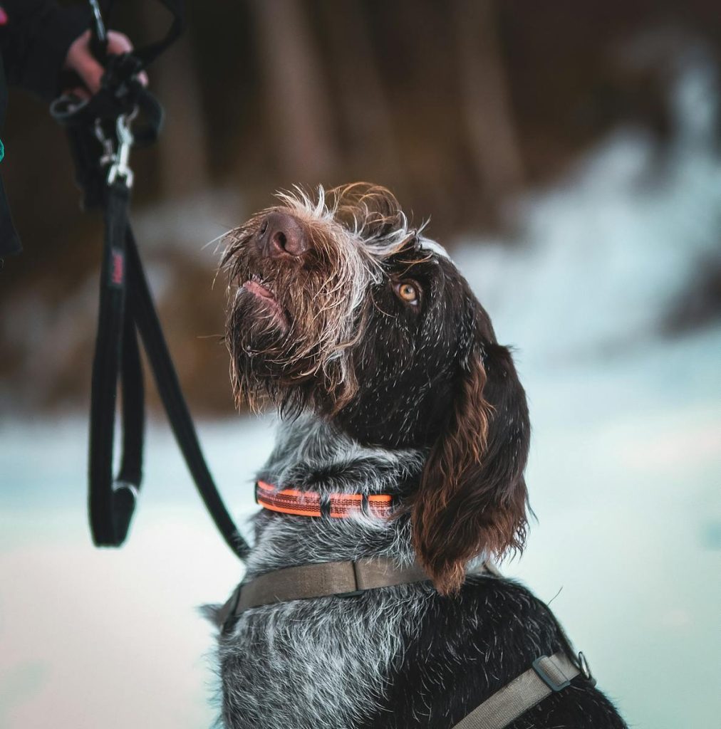 A German Wirehaired Pointer looking up during a snowy winter walk.