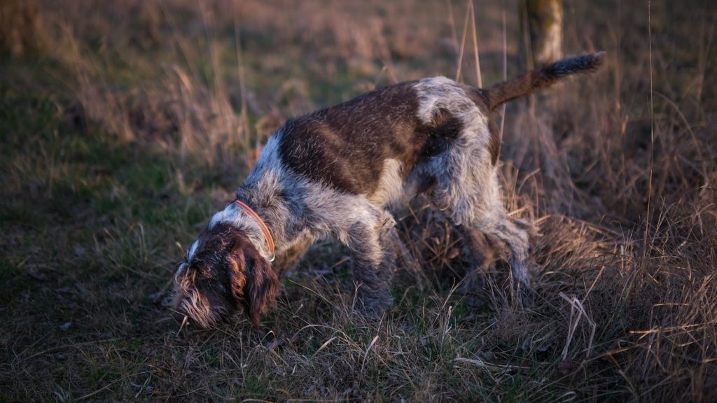 Wirehaired hunting dog with collar sniffing the ground outdoors.