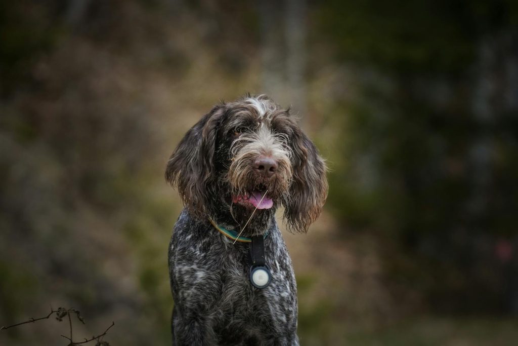 Brown wirehaired dog outdoors with blurred background.