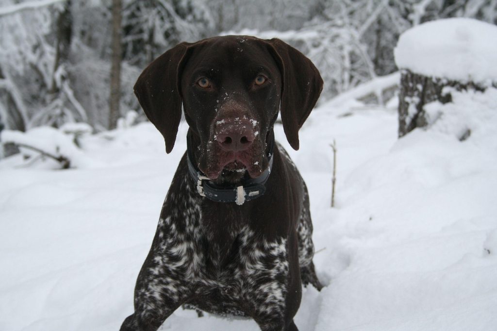 dog, animal, german pointer, pet, winter